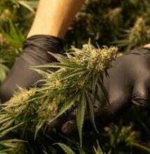 Largest Cannabis Industry Strike Ends at Illinois Cultivation Facility