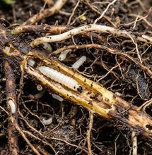 Larvas en raíz de marihuana: identificación, control y exterminio