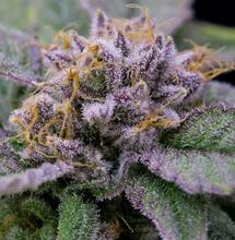 Cómo lavar las raíces de marihuana para cosechar cogollos púrpuras.