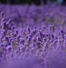 Lavanda y cannabis, dos hierbas para fumar y bajar la ansiedad.