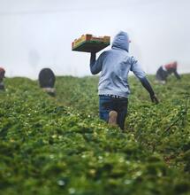 Negli Usa i primi sindacati del settore Cannabis