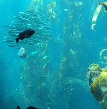 Le alghe nella coltivazione di cannabis