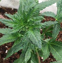 Le cannabis et le virus latent du houblon