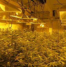 Le cultivateur amateur bon dernier!
