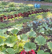 Le mouvement Regenerative Cannabis et la certification DEMPure