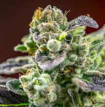 Le Reine du jardin: la Sweet Zkittlez® de Sweet Seeds®