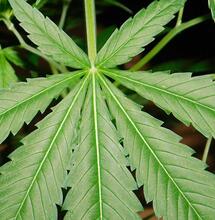 Le retour des bonnes nouvelles