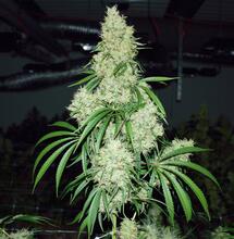 L’eau maintient et porte la vie