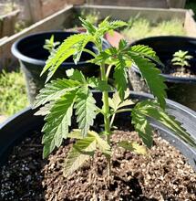 Darf man sein eigenes medizinisches Cannabis anbauen?