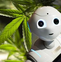 L’intelligenza artificiale può prevedere l’impatto della cannabis sulla salute mentale?