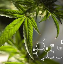CBD in Europa: come funziona?