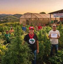 Cannabis en la agricultura familiar entra en las elecciones brasileras