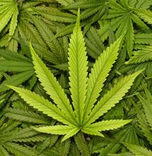 Leidse coffeeshops willen via kluisverklaring stash regelen