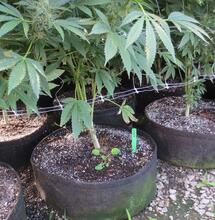 Les gros pots font les grosses plantes