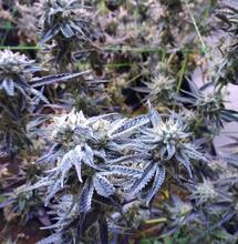 L’hydroponie biologique ou bioponie