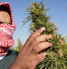 Liban: premier pays arabe à légaliser l'agriculture du cannabis pour usage médical dans sa lutte contre la crise économique