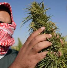 Libanon jako první arabská země legalizuje pěstování konoúpí pro léčebné využití, chce tak čelit ekonomické krizi