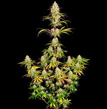 Liberty Haze: el lanzamiento de un cohete mental, sentirse libre y volar alto