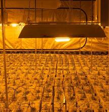 Cannabis indoor e bollette: come risparmiare energia