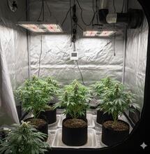 Lista de la compra para montar tu primer cultivo indoor