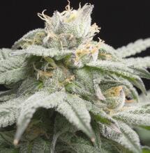 Llegan las variedades Gelato y Sunset Sherbert originales