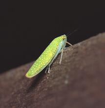 Previene chicharritas, grillitos, cigarras o saltahojas en la marihuana.