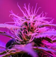 Aprende a escoger luz LED para cultivo de marihuana.