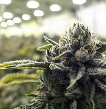 Sistemas HID, LED y T5 para cultivo de marihuana.