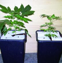 Luftfeuchtigkeit im Anbauraum