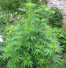 Luxemburg: legaal 4 wietplanten thuis kweken