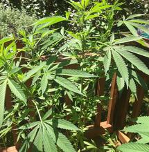 How Luxembourg Is Normalizing At-Home Cannabis Cultivation