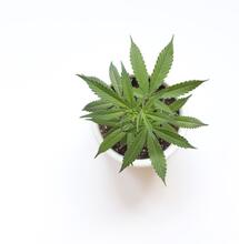 🥇 Cómo Utilizar el Aceite de Neem en el Cultivo de Marihuana