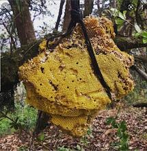 The Nepalese mountain honey that can get you high...