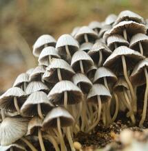 Seattle decriminalises "magic Mushrooms"