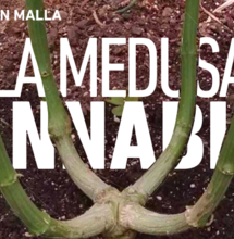 Poda cannábica: Mainlining de exterior