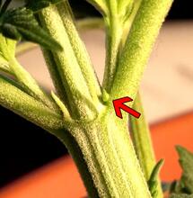 Male vs Female Cannabis Plants