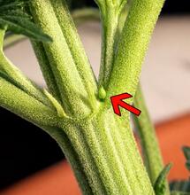 Male vs Female Cannabis Plants