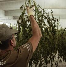 Cultivator checking up harvested hanging dry cannabis plants.