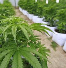 Crea un protocolo de gestión integral de plagas para tu cultivo de marihuna.