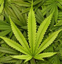 ¿Por qué el manganeso es importante en la marihuana?