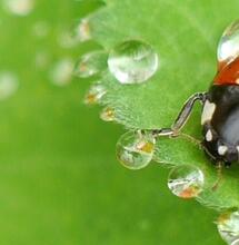 Know to Grow: Marienkäfer als Nützlinge einsetzen