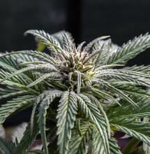 Efectos, tipo y características de la marihauna índica. 