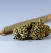 Consejos para cultivar marihuana vegana y vegánica