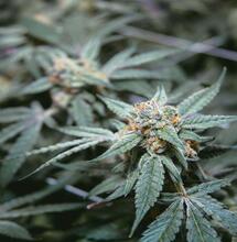 Maceta para marihuana en exterior