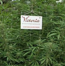 California: marihuana legal en el corazón de la prohibición