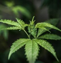 Marihuana autofloreciente: éxito ante húmedad y lluvias