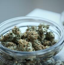 Un cannabis rico en principios activos será fragante y redondo. 