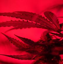 Floración en la marihuana espectro rojo y PAR.