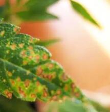 ¿Carencia de calcio en la marihuana?