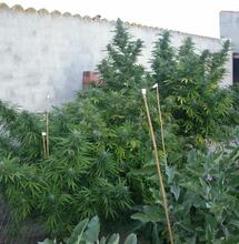 Plantas de marihuana en floración